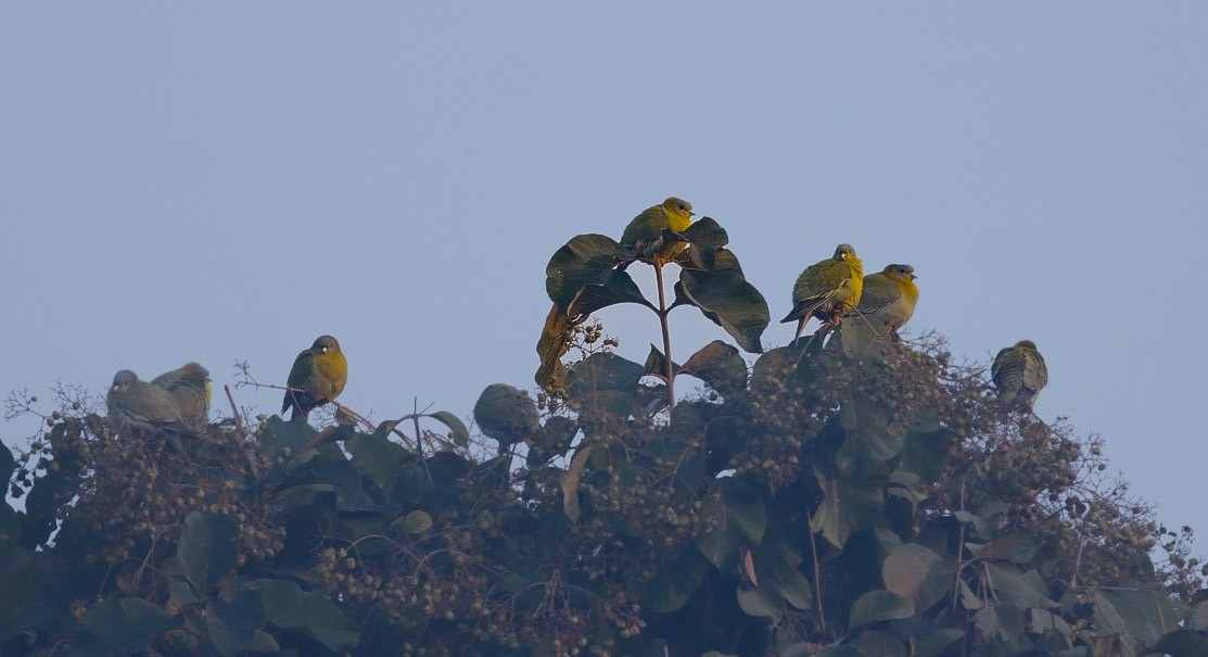 Yellow-footed Green-Pigeon - ML627346892