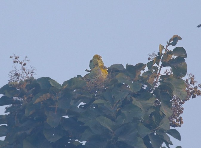 Yellow-footed Green-Pigeon - ML627346893