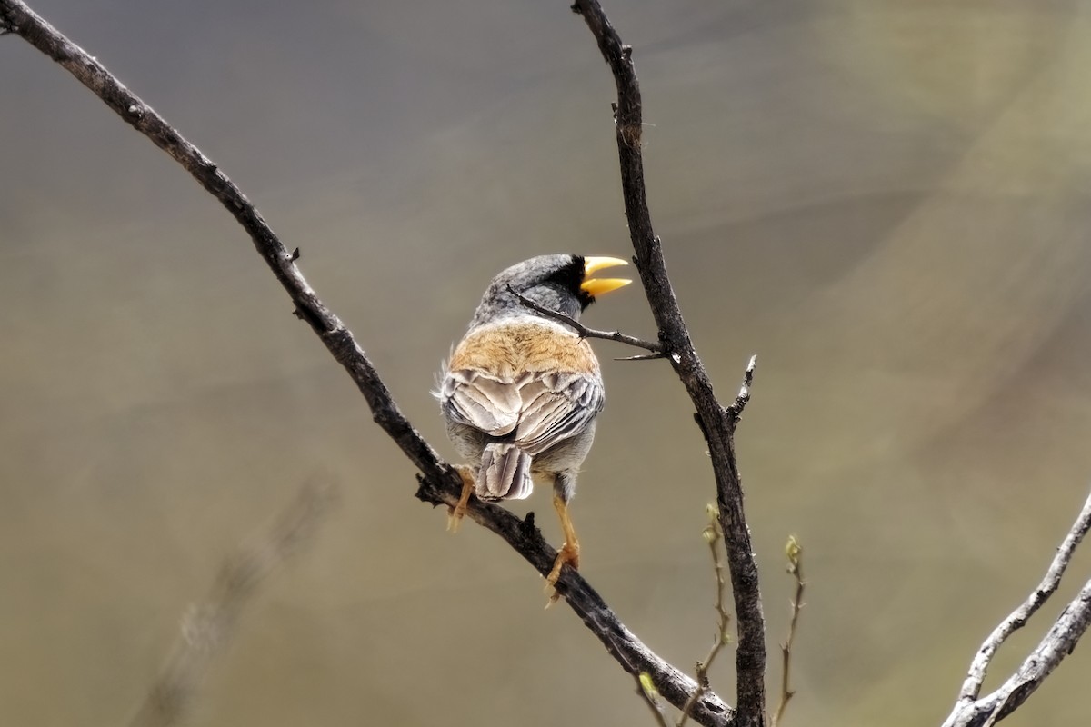 Little Inca-Finch - ML627346980
