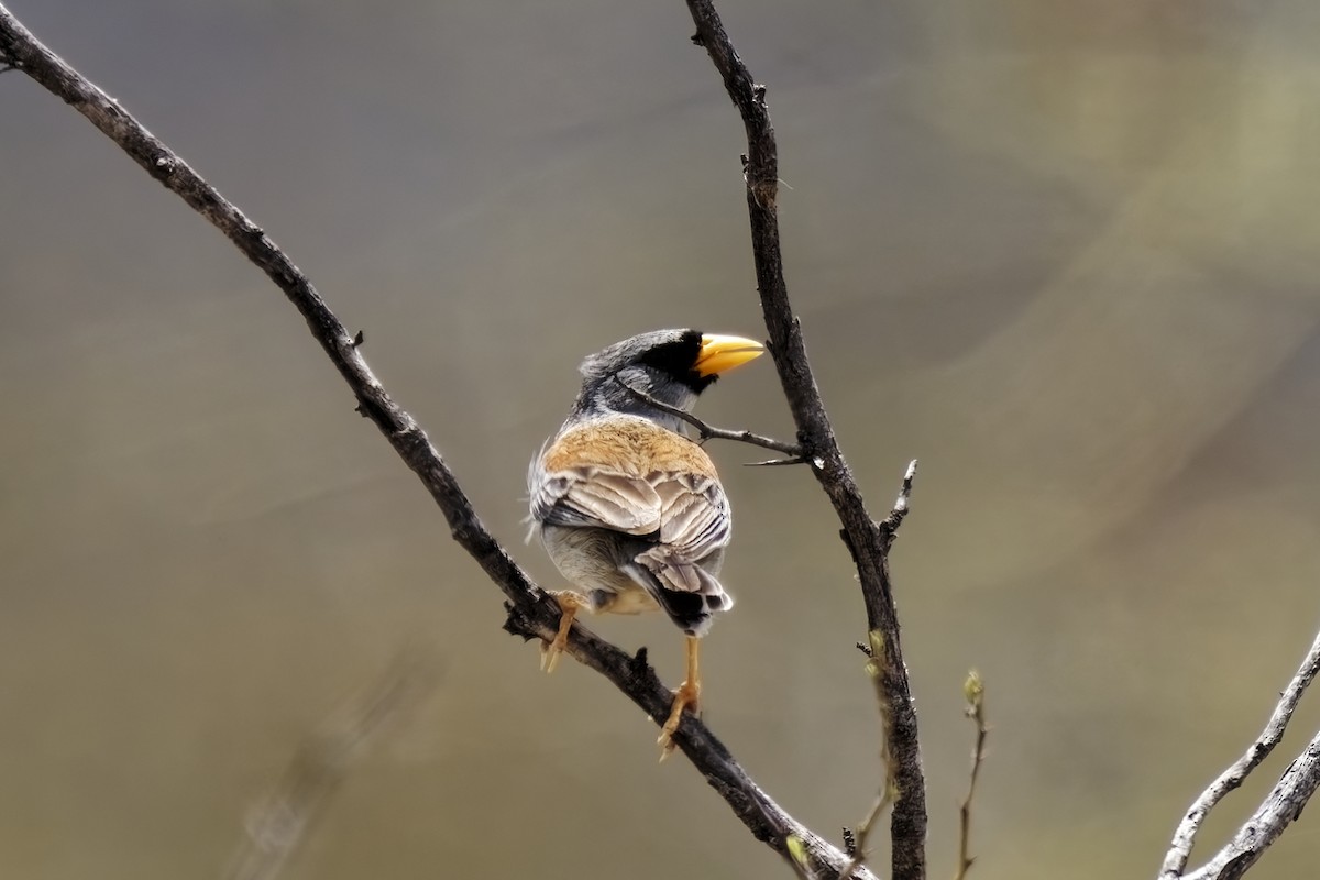 Little Inca-Finch - ML627346981