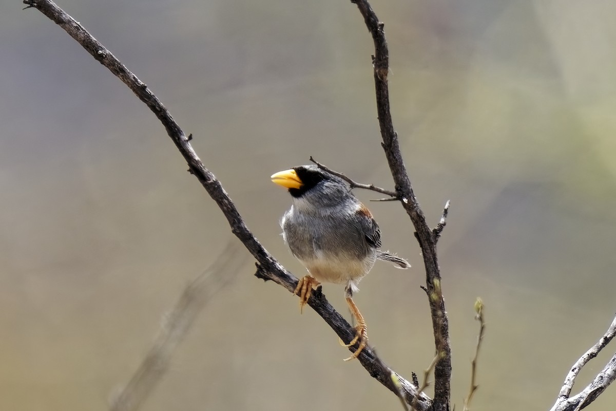 Little Inca-Finch - ML627346988