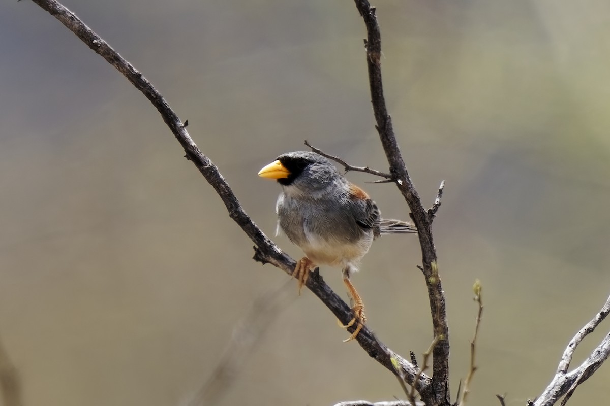 Little Inca-Finch - ML627346989