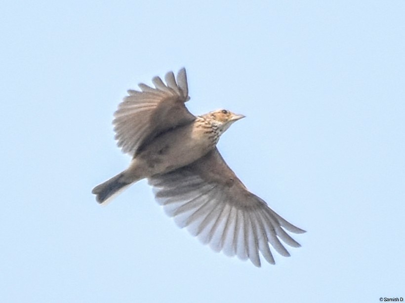 Singing Bushlark (Singing) - ML627347221