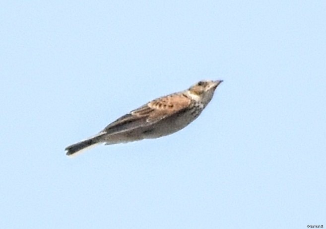 Singing Bushlark (Singing) - ML627347222