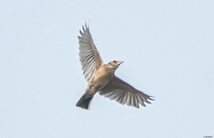 Singing Bushlark (Singing) - ML627347223