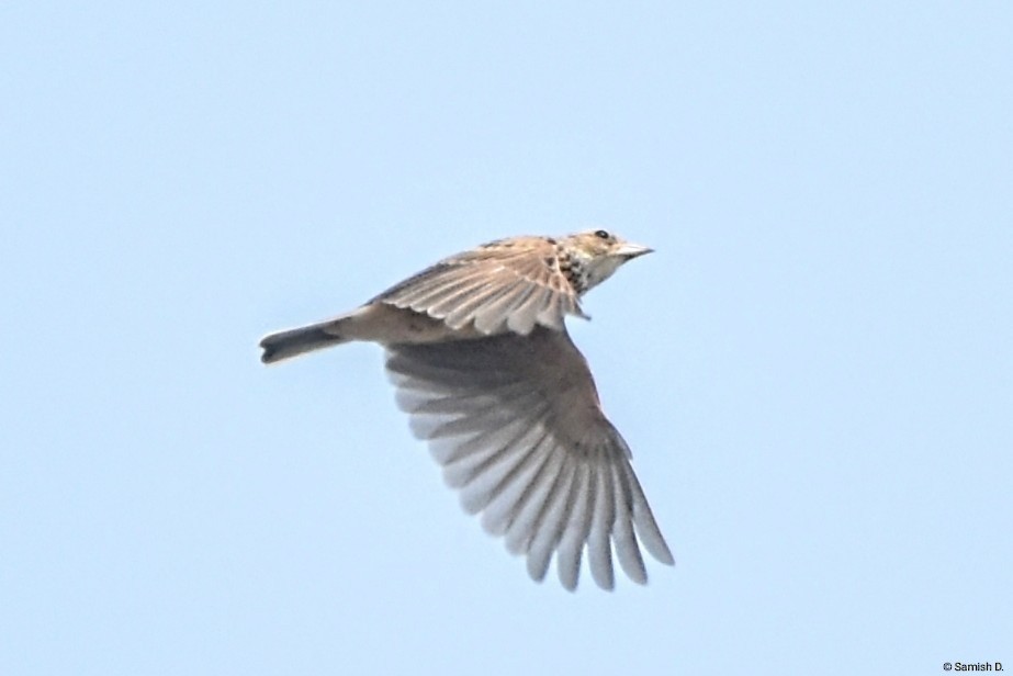 Singing Bushlark (Singing) - ML627347224