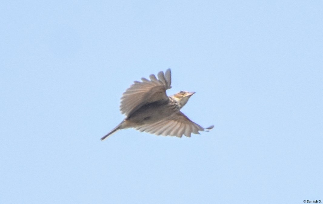 Singing Bushlark (Singing) - ML627347225