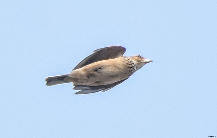 Singing Bushlark (Singing) - ML627347226