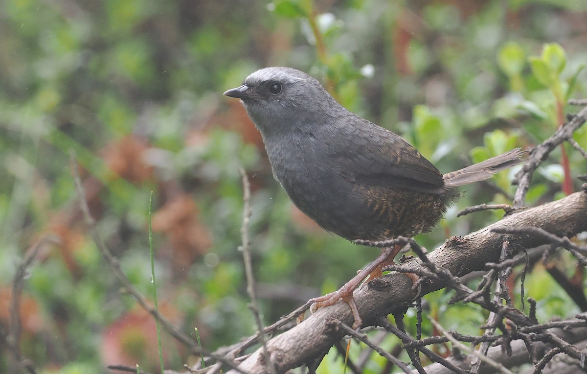 Ampay Tapaculo - ML627347587