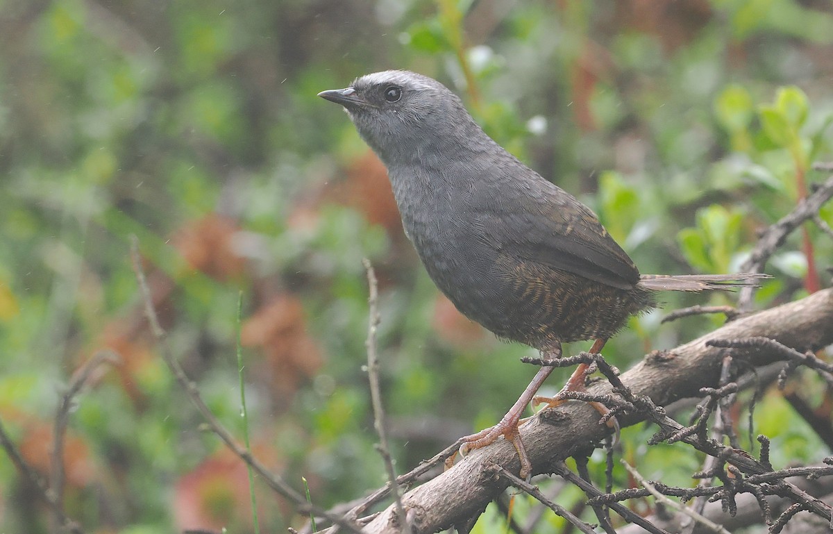 Ampay Tapaculo - ML627347596