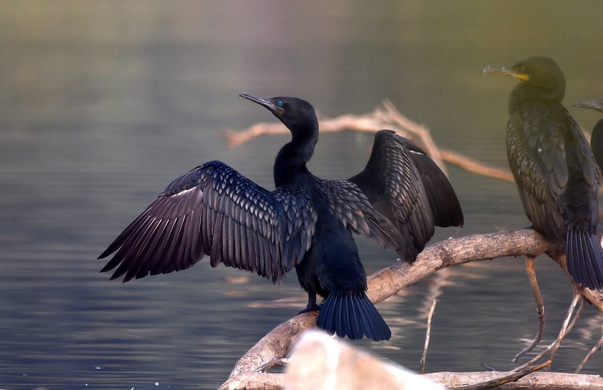 Indian Cormorant - ML627347597