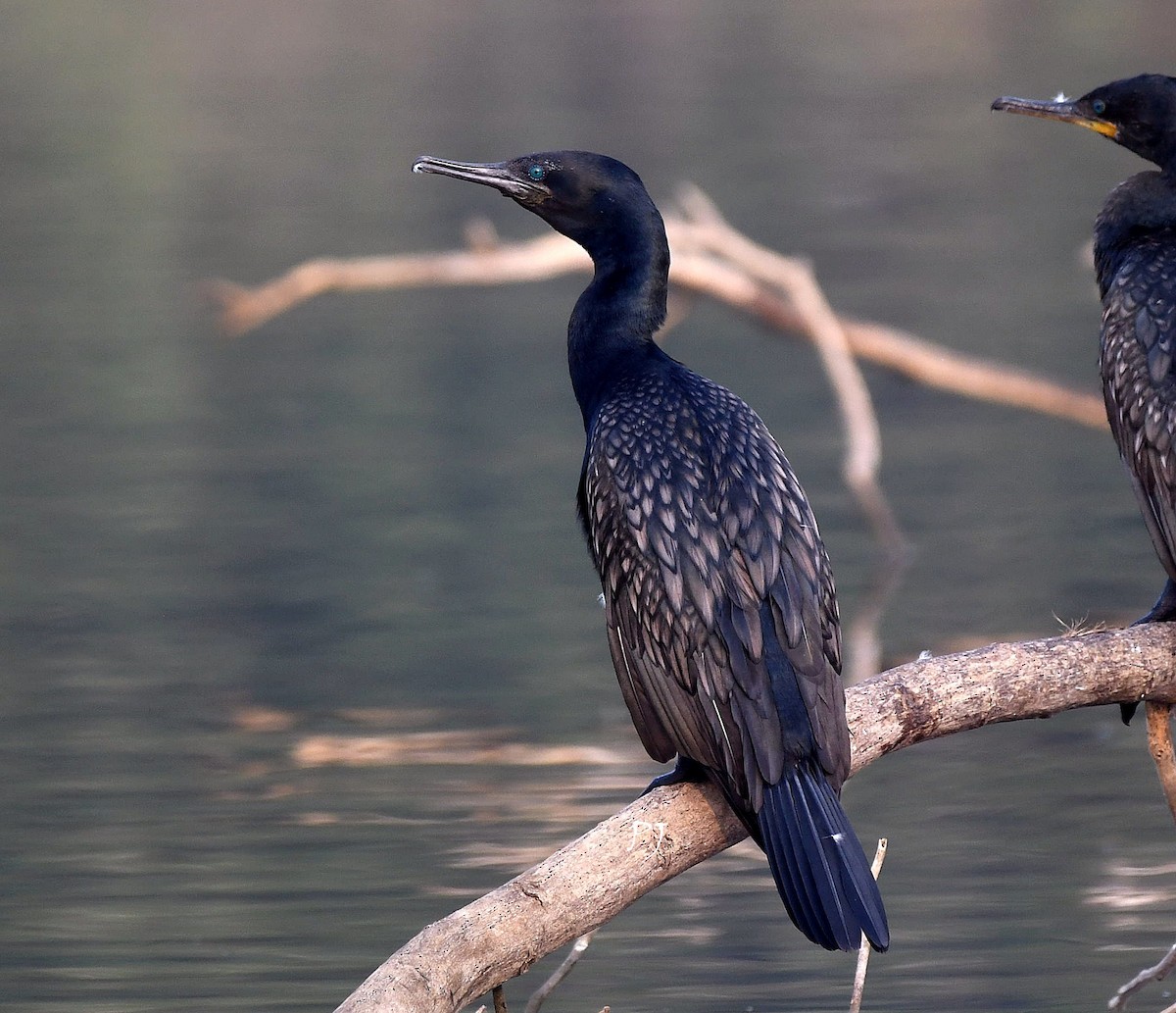 Indian Cormorant - ML627347598