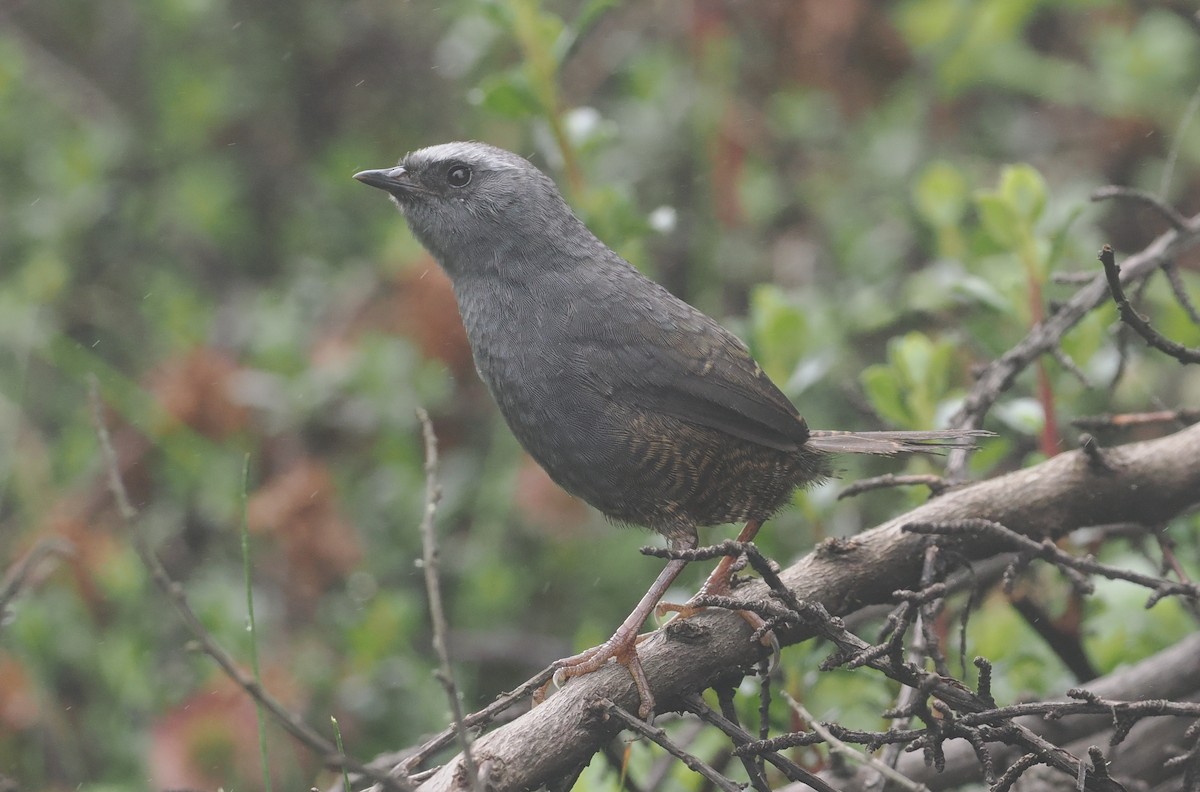 Ampay Tapaculo - ML627347601