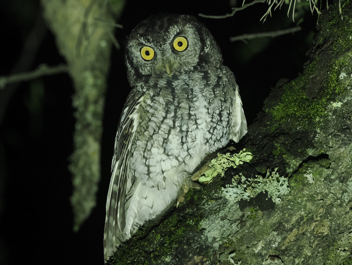 Koepcke's Screech-Owl (Apurimac) - ML627347648