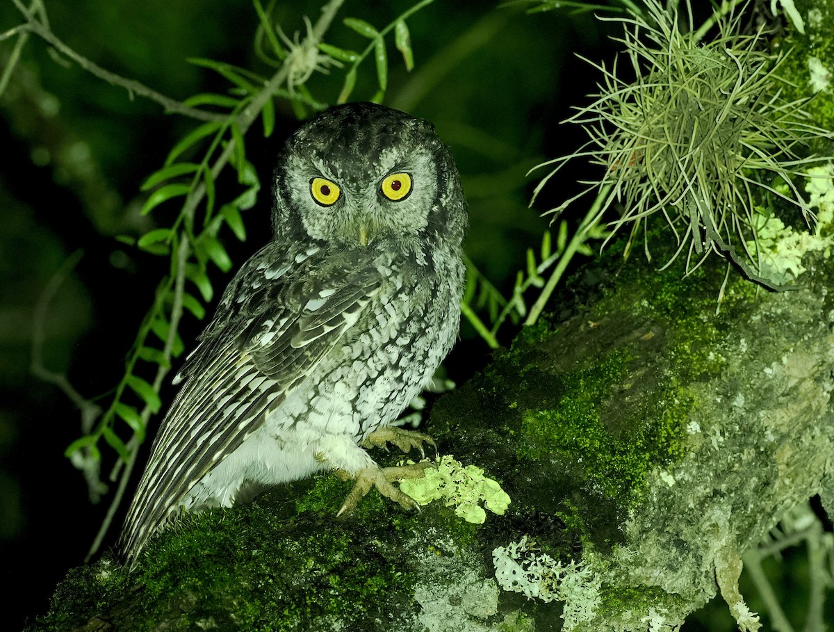 Koepcke's Screech-Owl (Apurimac) - ML627347663