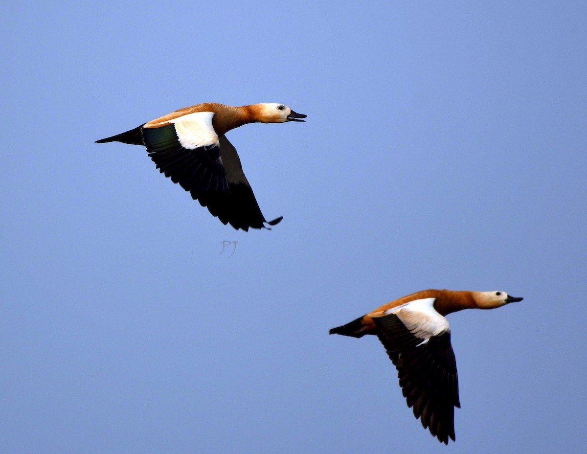 Ruddy Shelduck - ML627347728
