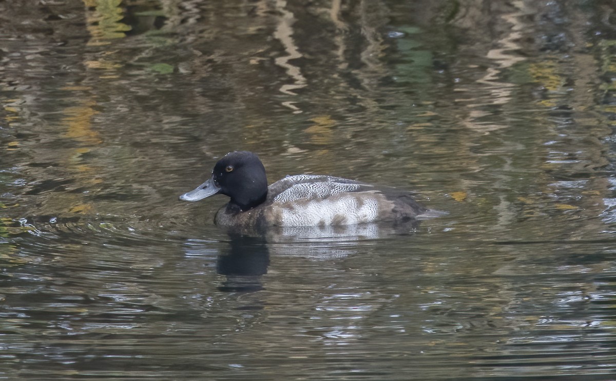 Lesser Scaup - ML627347798