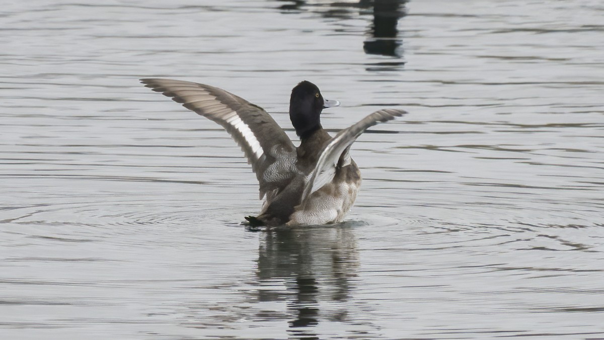Lesser Scaup - ML627347821