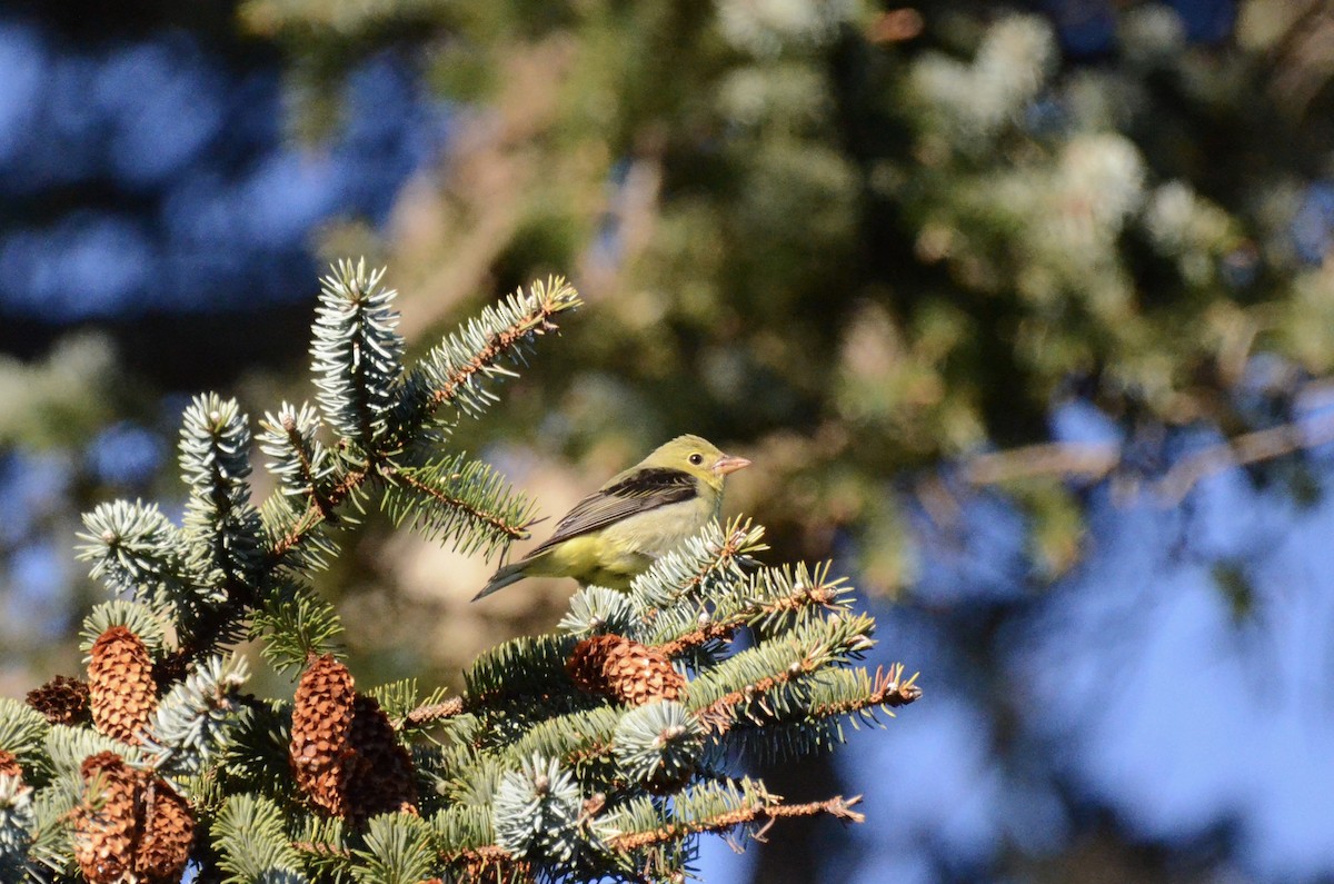 Scarlet Tanager - ML627347865