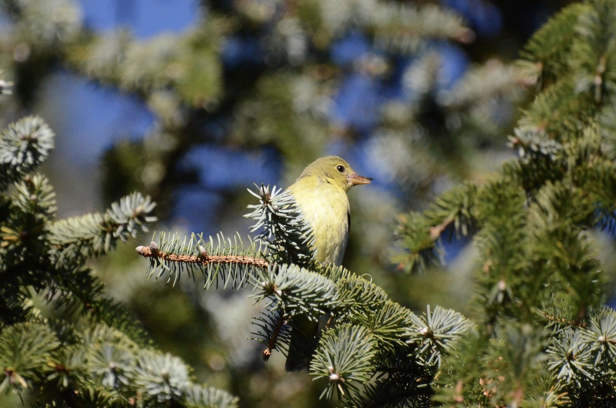 Scarlet Tanager - ML627347867