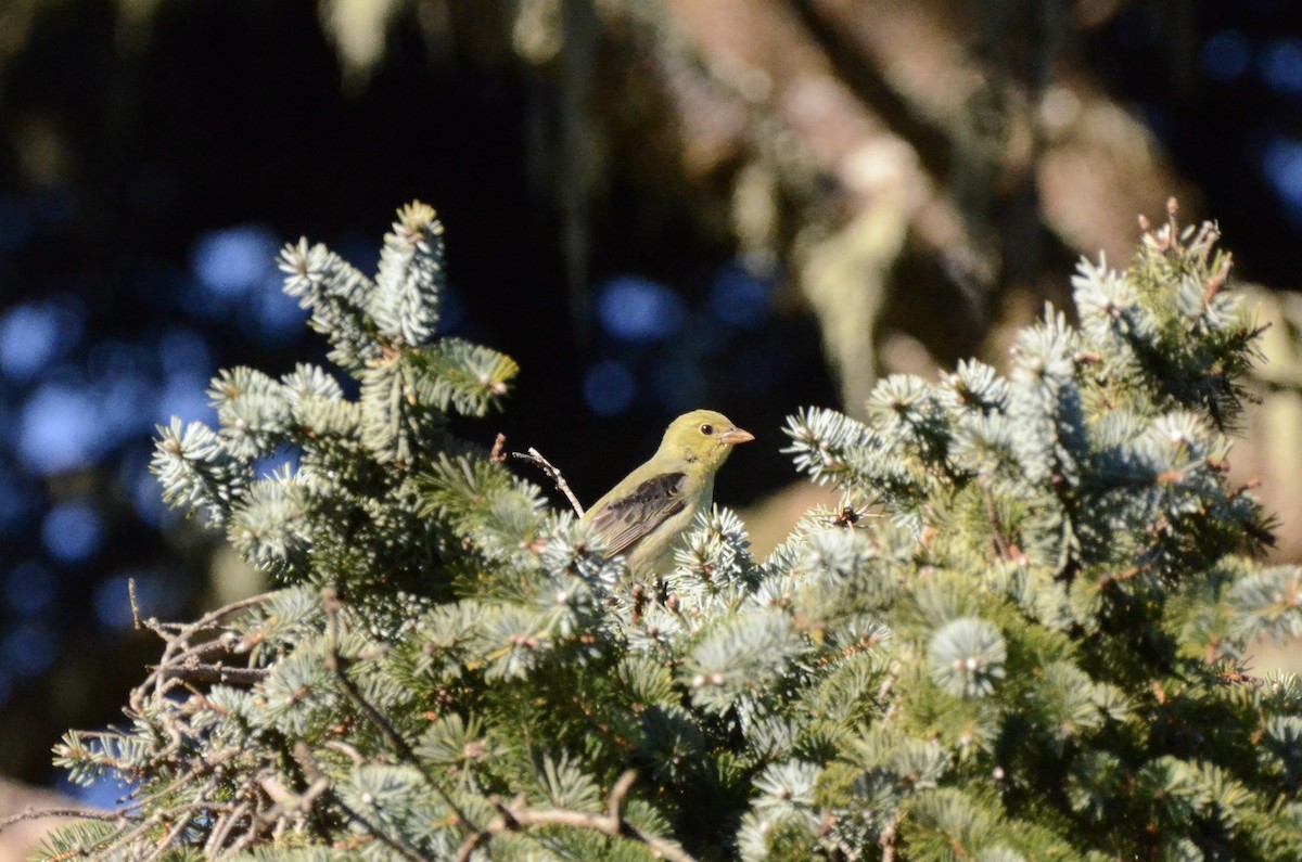 Scarlet Tanager - ML627347868