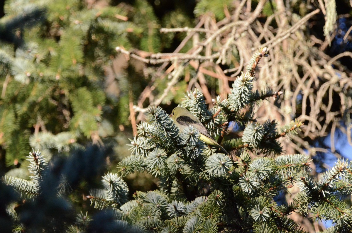 Scarlet Tanager - ML627347872