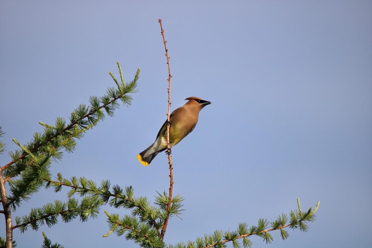 Cedar Waxwing - ML62734801