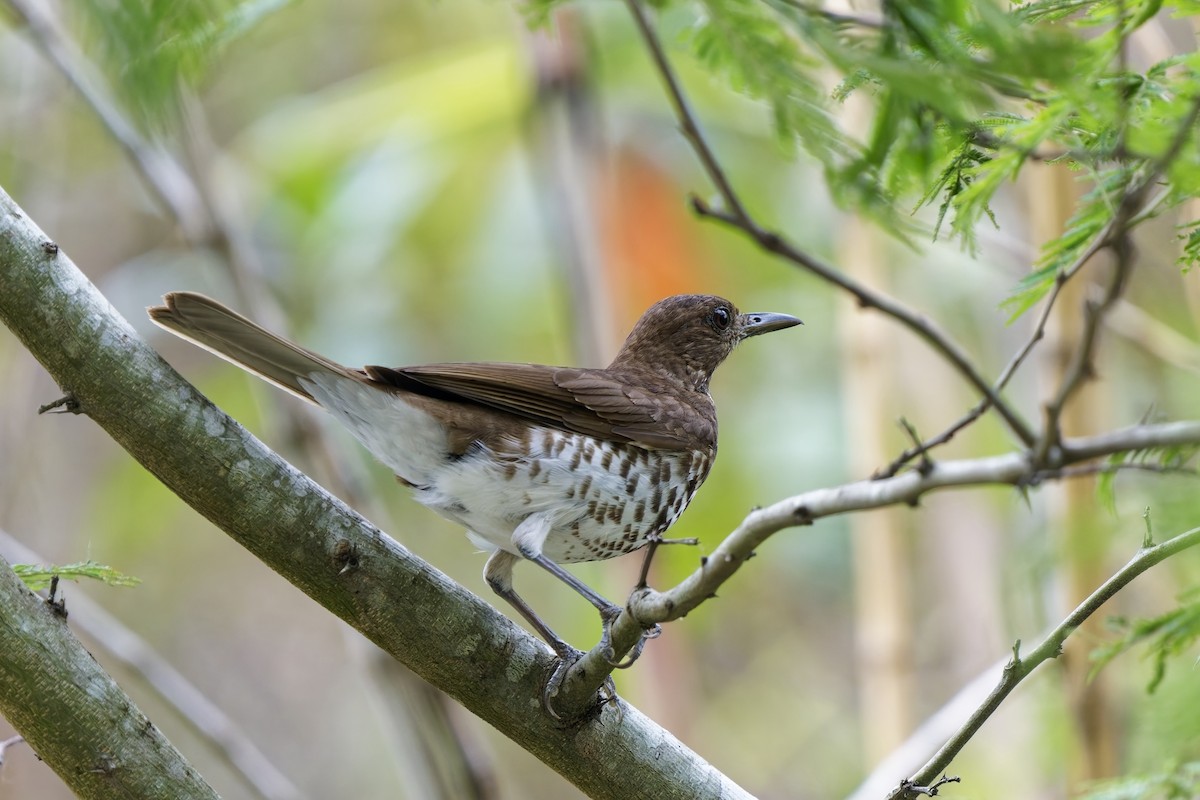 Marañon Thrush - ML627348196