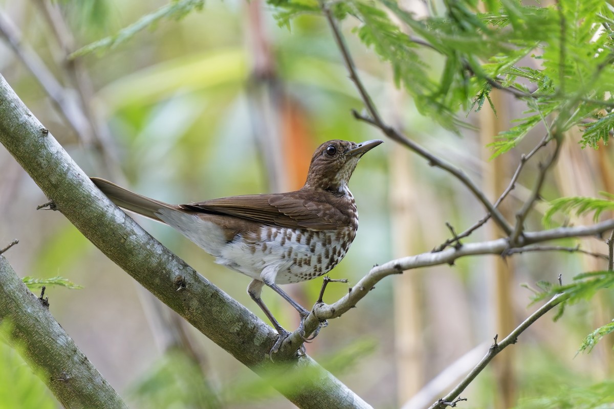 Marañon Thrush - ML627348197