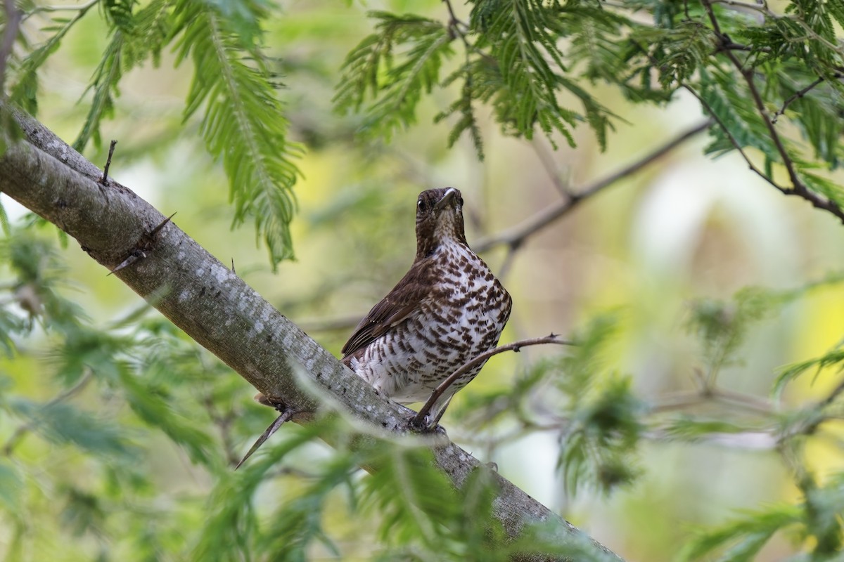 Marañon Thrush - ML627348198