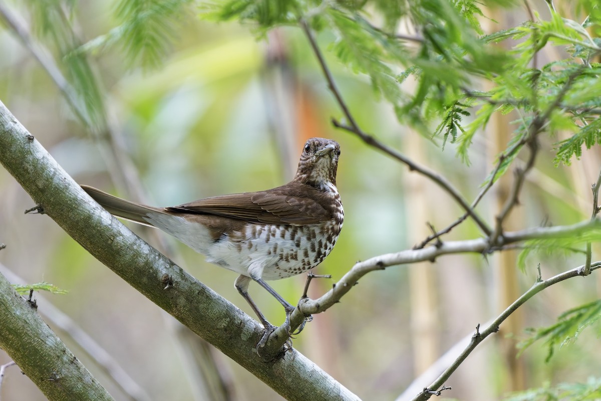 Marañon Thrush - ML627348203