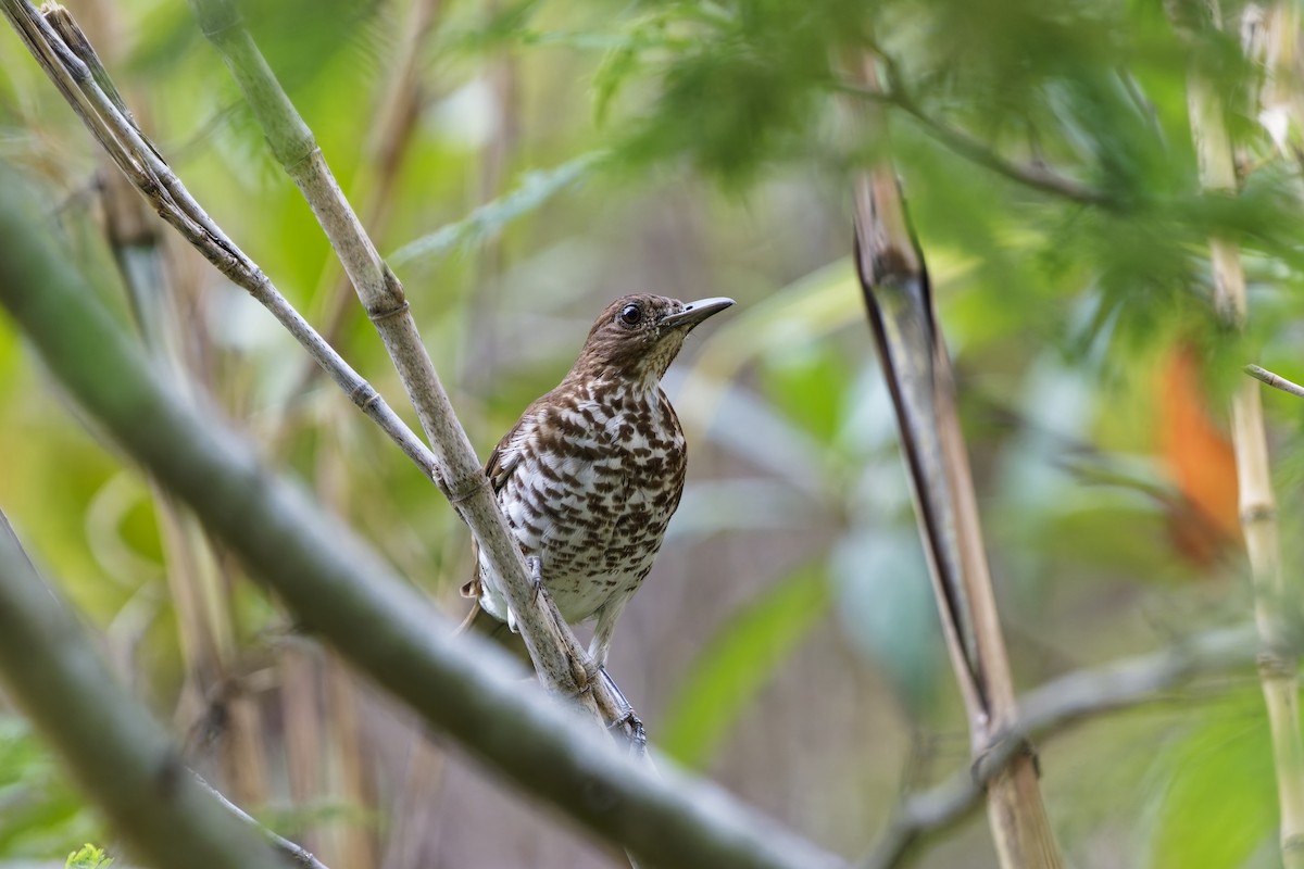 Marañon Thrush - ML627348205