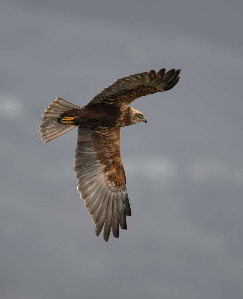 Western Marsh Harrier - ML627348249
