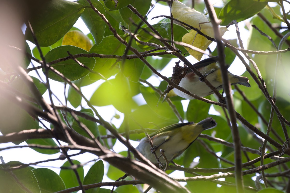 Chestnut-flanked White-eye - ML627348619