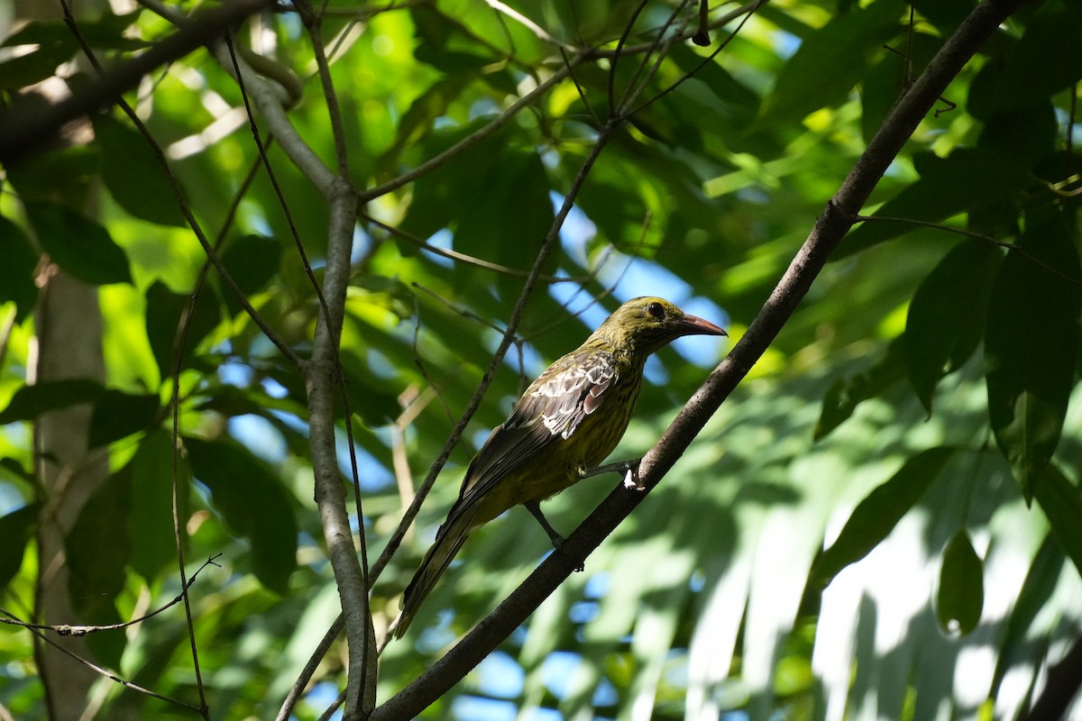 Green Oriole - ML627348887