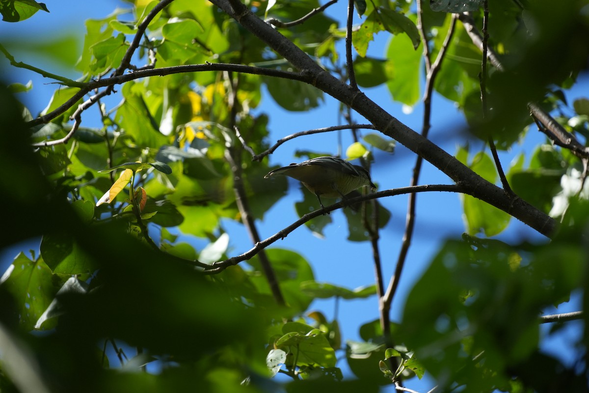 Varied Triller - ML627348888