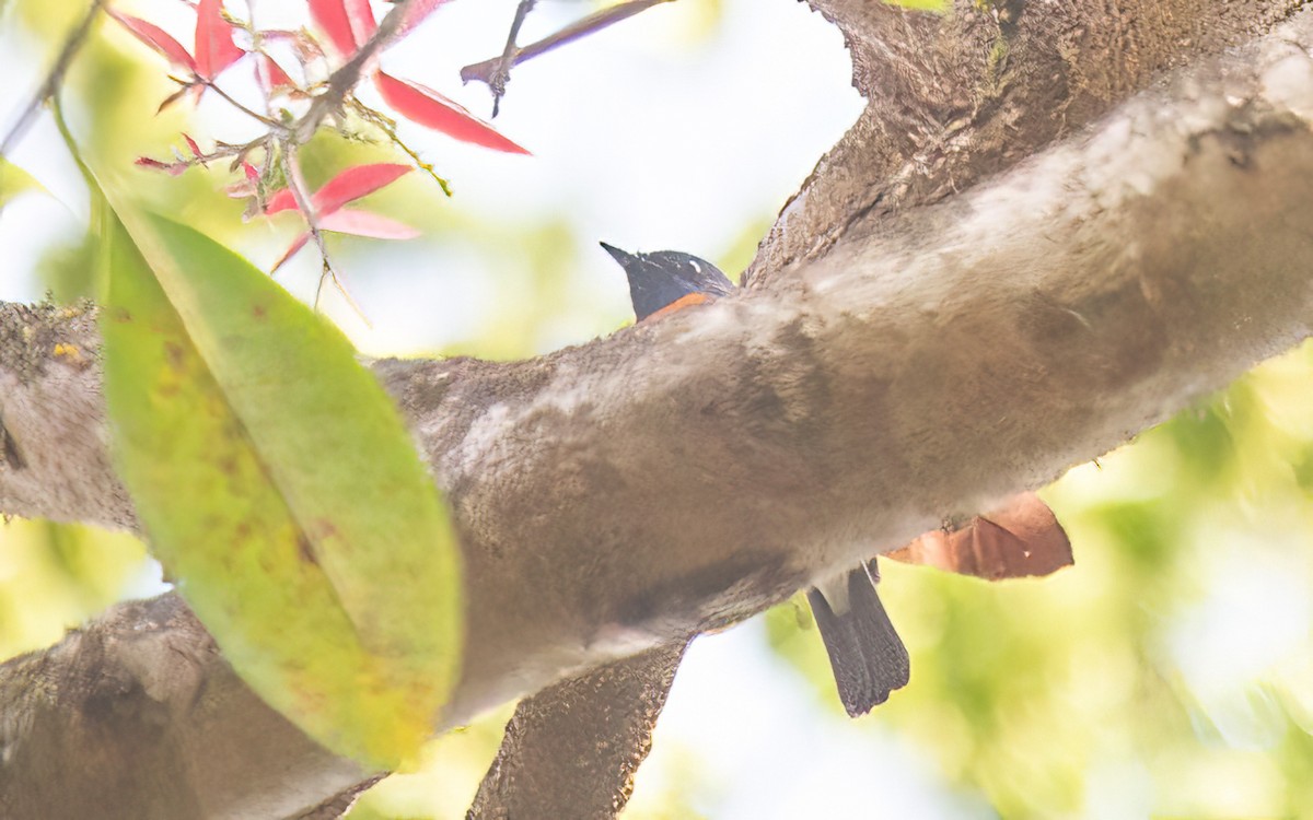 Blue-throated Flycatcher - ML627348909