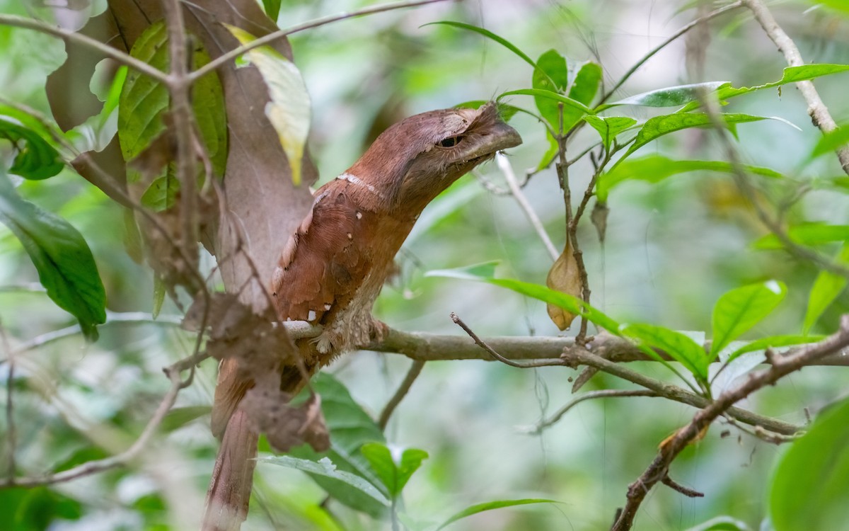 Sri Lanka Frogmouth - ML627348915