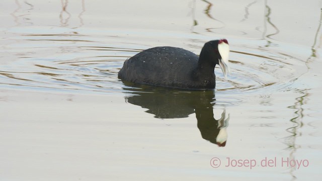 Red-knobbed Coot - ML627348975