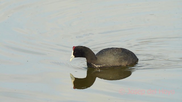 Red-knobbed Coot - ML627349085
