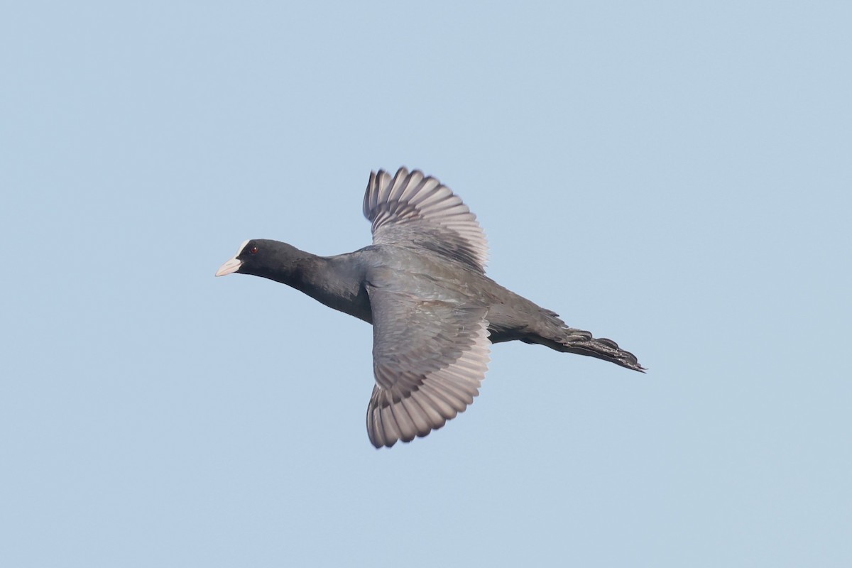 lyska černá - ML627349135