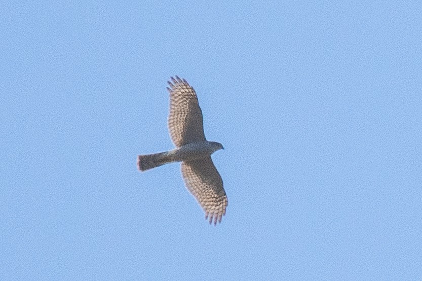 Eurasian Sparrowhawk - ML627349137