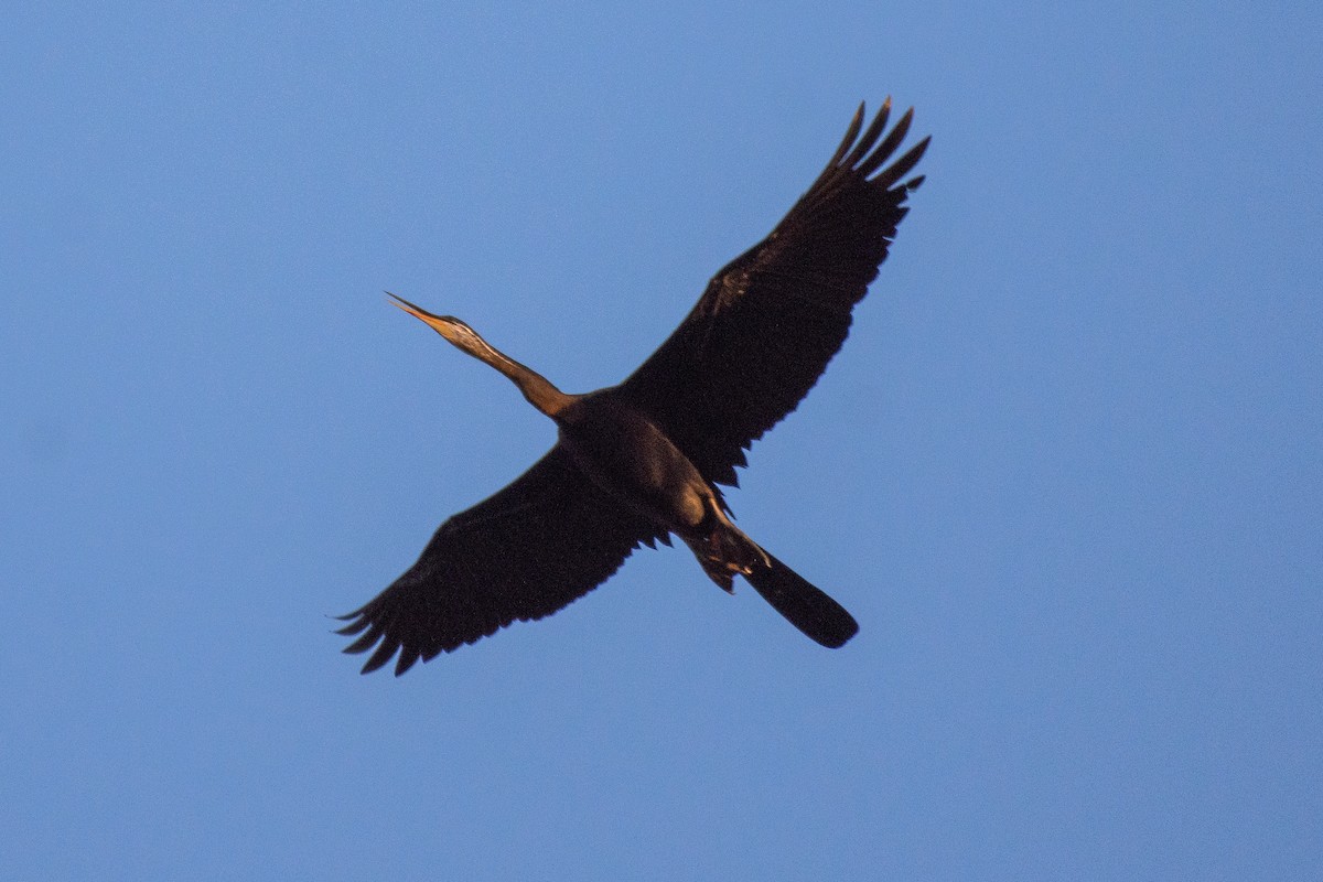 Oriental Darter - ML627349170