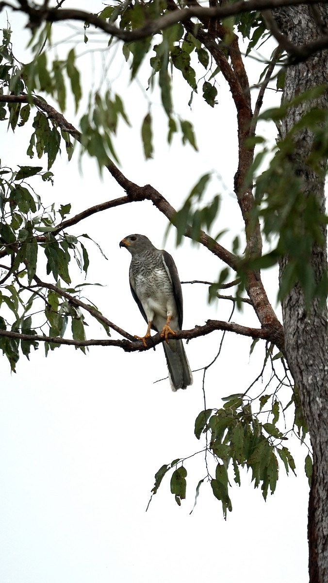 Gray Goshawk - ML627349182