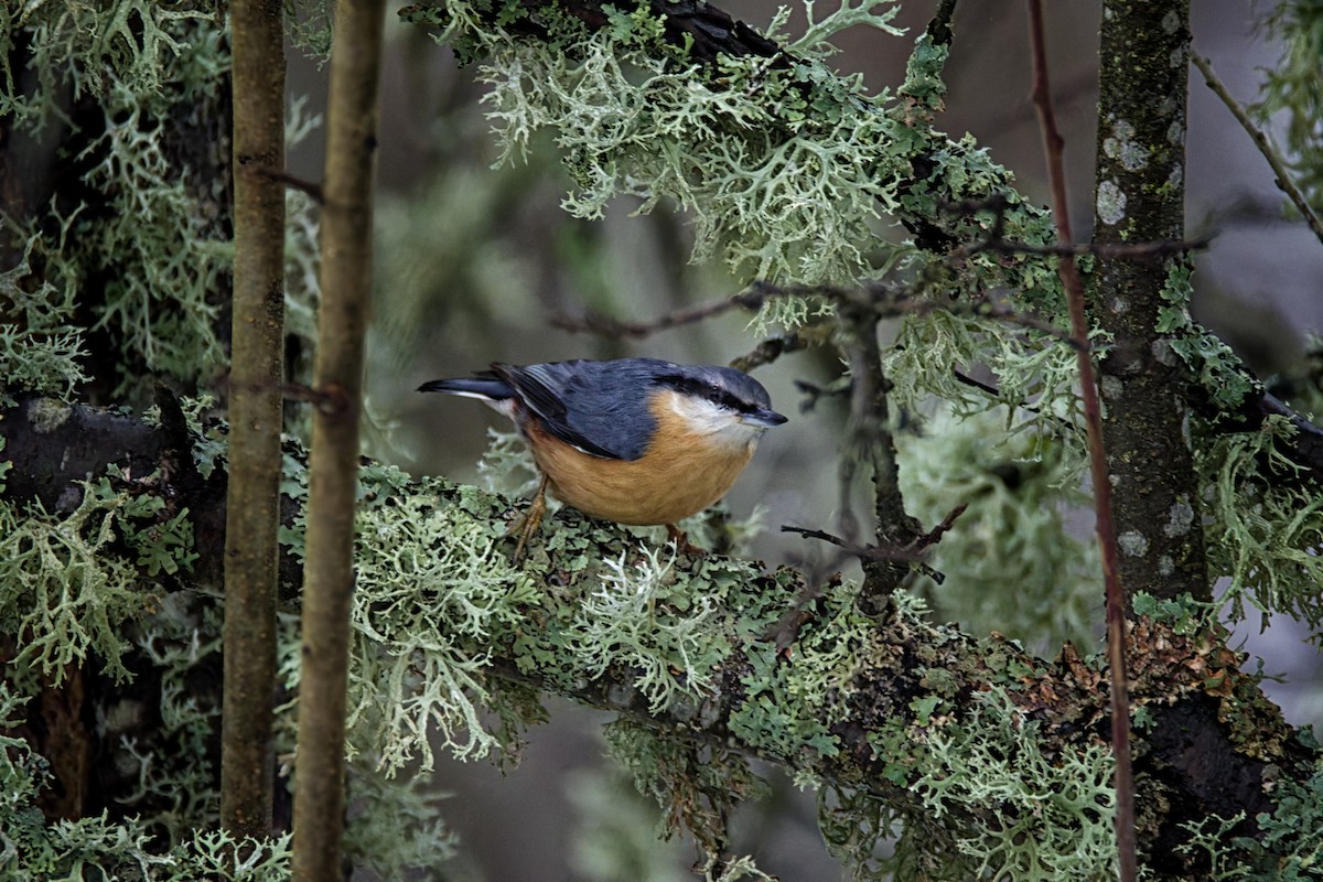 Trepador Azul (grupo europaea) - ML627349227