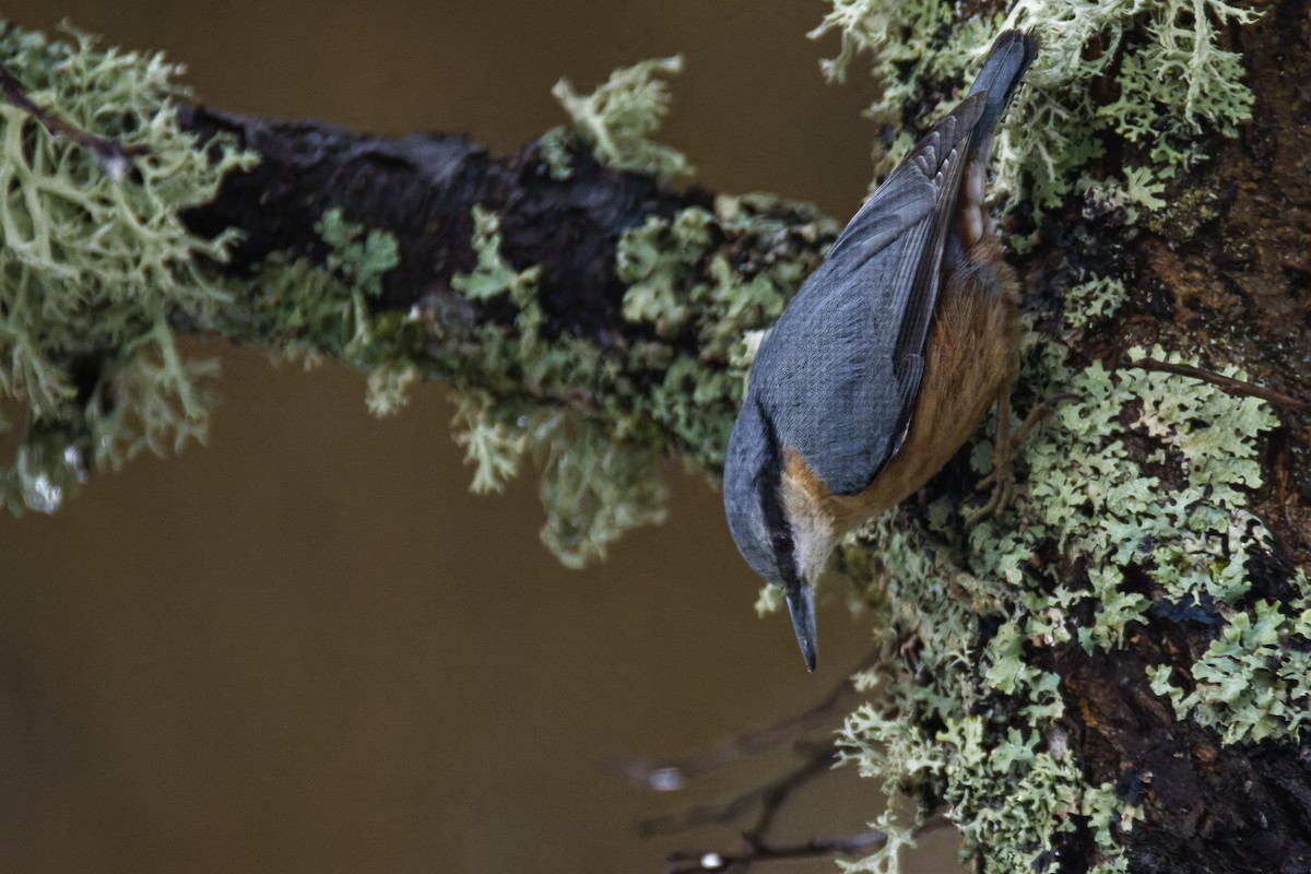 Trepador Azul (grupo europaea) - ML627349231