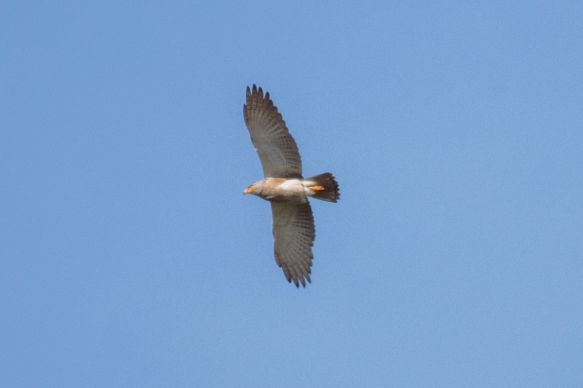 Rufous-winged Buzzard - ML627349240
