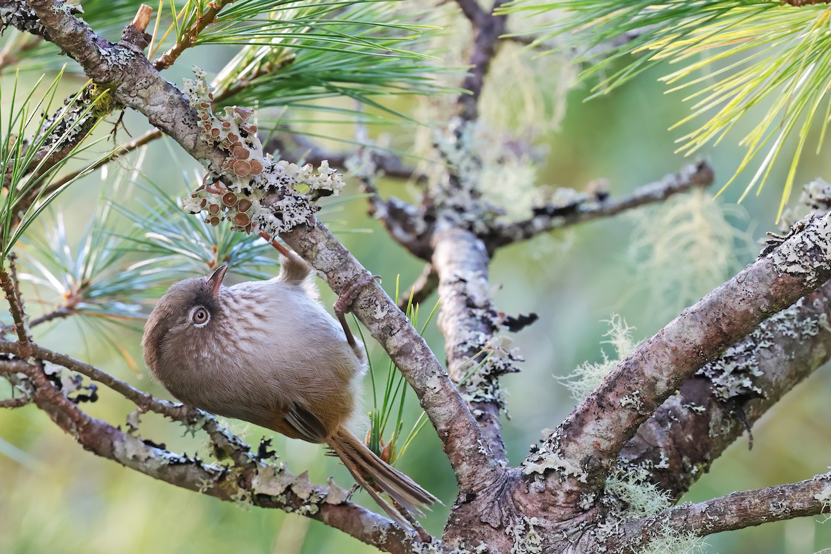 Taiwan Fulvetta - ML627349350