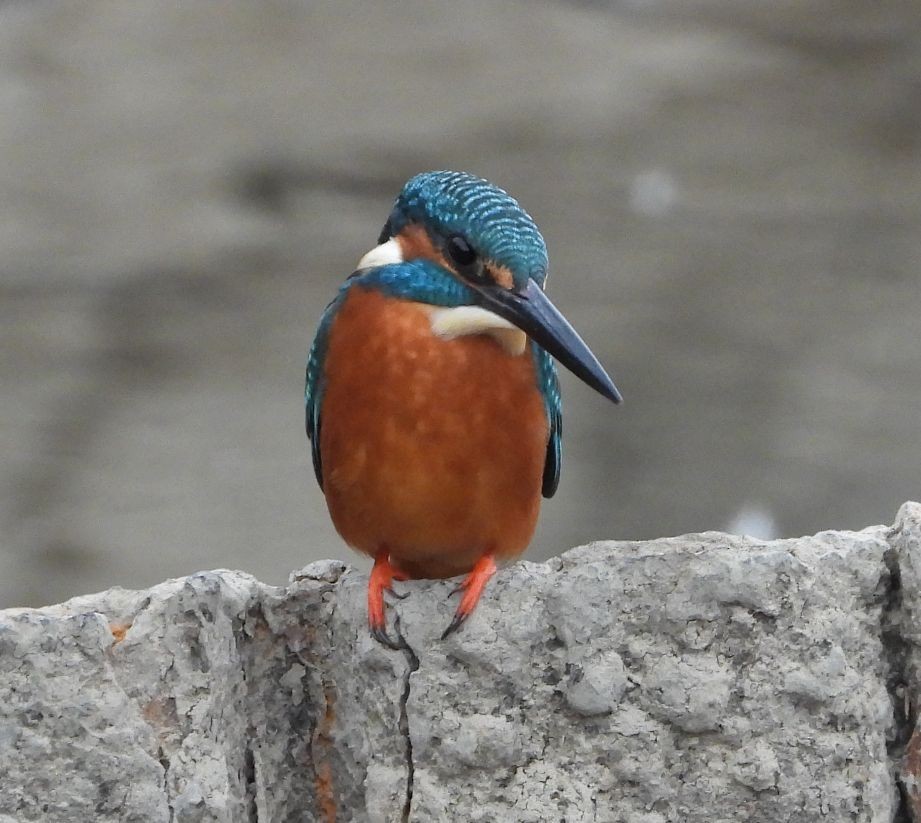 Common Kingfisher - ML627349368