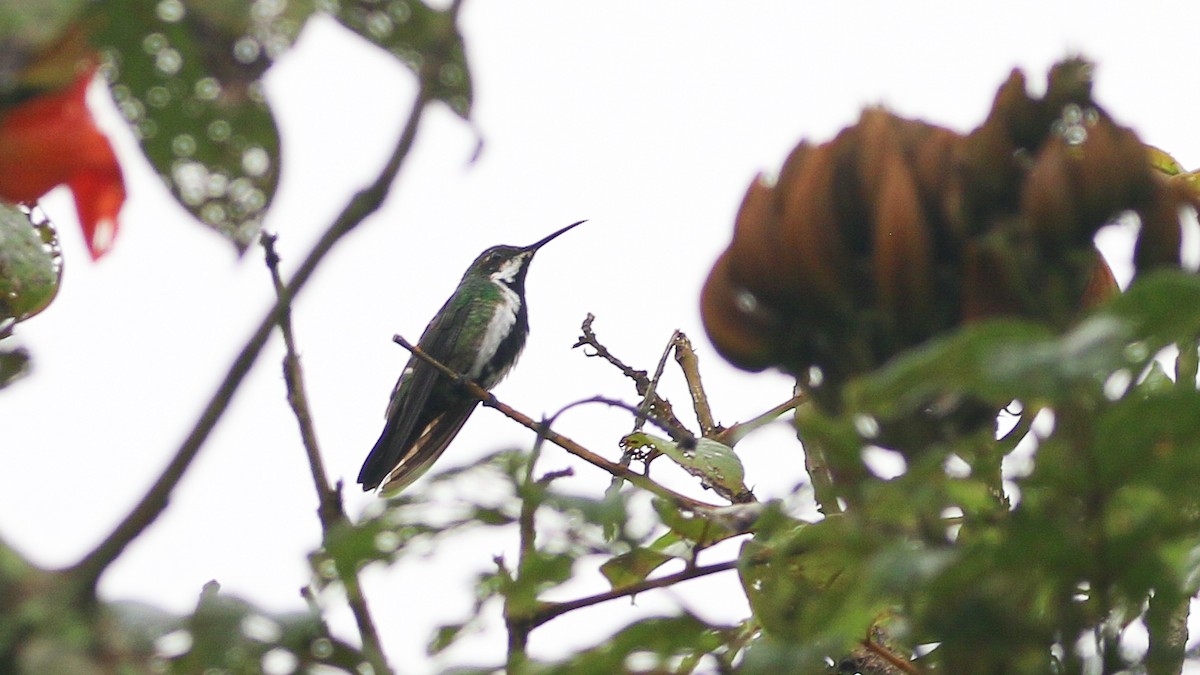Black-throated Mango (Black-throated) - ML627349436